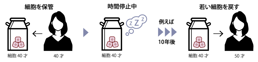 細胞を保管して数年後、若い細胞を戻す