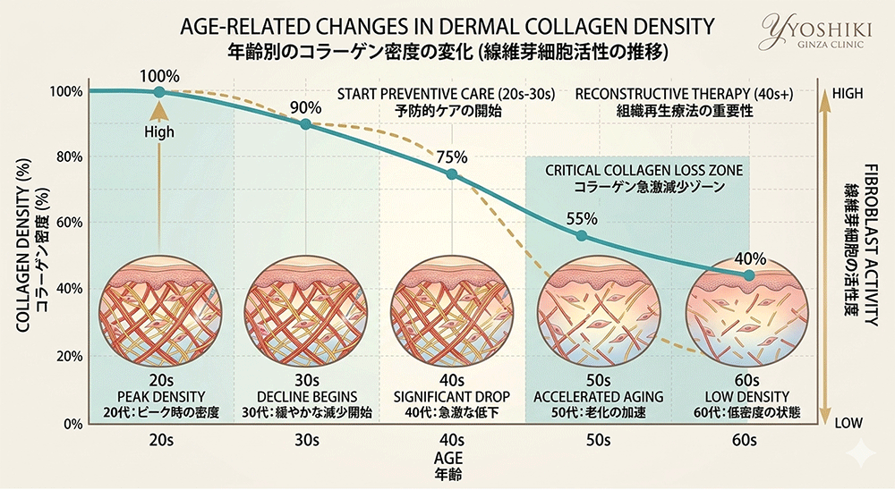 年齢別のコラーゲン密度の変化